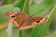 Junonia neildi