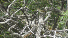 Phylloscopus bonelli