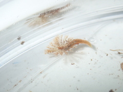 Sabellidae