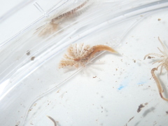 Sabellidae
