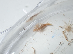 Sabellidae