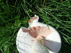 Agaricus urinascens