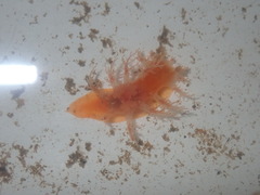 Nudibranchia