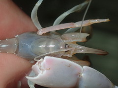 Trypaea australiensis