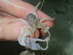 Trypaea australiensis