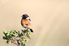 Saxicola torquatus