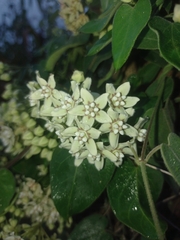 Funastrum odoratum