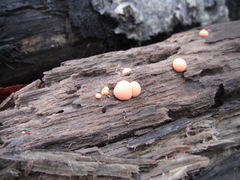 Lycogala epidendrum