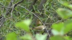Phylloscopus bonelli