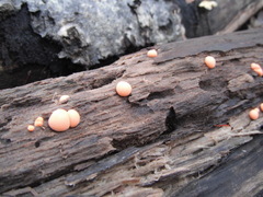 Lycogala epidendrum