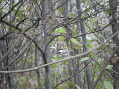 Poecile atricapillus