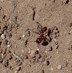 Pogonomyrmex barbatus