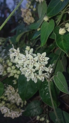 Funastrum odoratum
