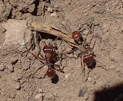 Pogonomyrmex barbatus