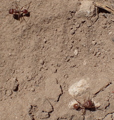 Pogonomyrmex barbatus