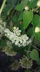 Funastrum odoratum