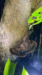 Hexagonia tenuis