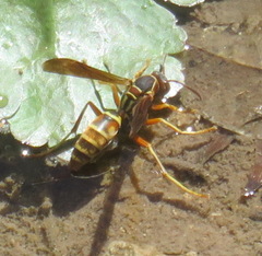 Polistes dorsalis