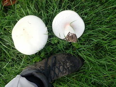 Agaricus urinascens