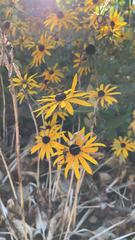 Rudbeckia