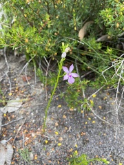 Isotoma hypocrateriformis