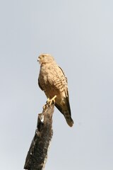 Falco rupicoloides
