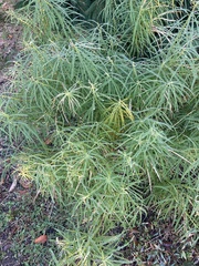 Amsonia hubrichtii