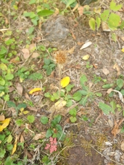 Carlina vulgaris
