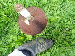 Agaricus urinascens