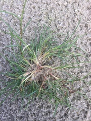 Puccinellia maritima