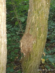 Muscicapa striata