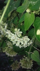 Funastrum odoratum