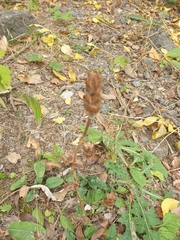 Betonica officinalis