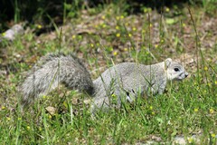 Sciurus niger cinereus