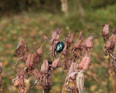 Chrysolina varians