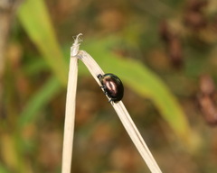 Chrysolina varians
