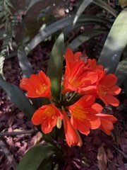 Clivia miniata miniata