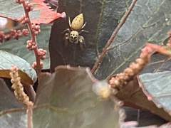 Opisthoncus polyphemus