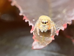 Opisthoncus polyphemus