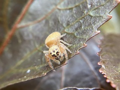 Opisthoncus polyphemus