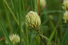 Trifolium ochroleucon