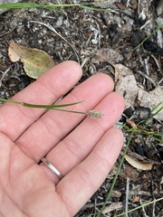 Amphipogon