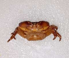 Grapsidae