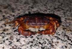 Grapsidae