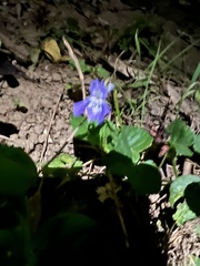 Viola riviniana