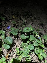 Viola riviniana