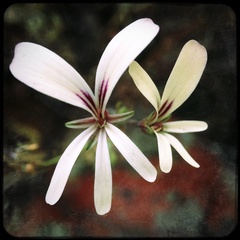 Pelargonium trifidum