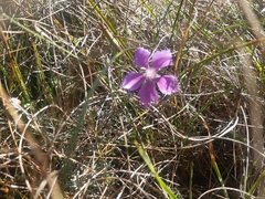 Dianthus gallicus