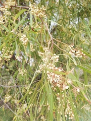 Searsia lancea
