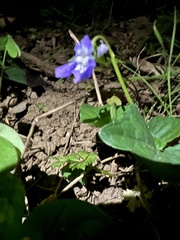 Viola riviniana